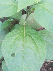 Greenmaniella resinosa