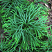 American Club Moss - Photo (c) Annkatrin Rose, some rights reserved (CC BY-NC-SA)
