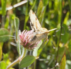 Heliothis