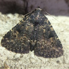 Metalectra diabolica