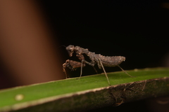 Pseudomiopteryx