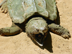 Macrochelys temminckii