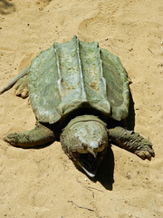 Macrochelys temminckii