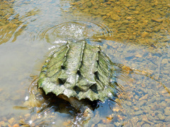 Macrochelys temminckii