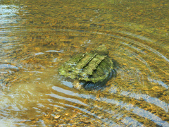 Macrochelys temminckii