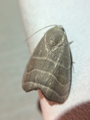 Bagisara rectifascia