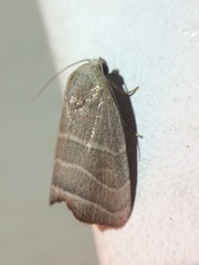 Bagisara rectifascia