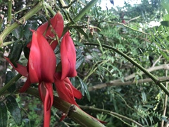 Clianthus puniceus