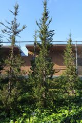 Pilgerodendron