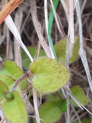 Leptostigma setulosum