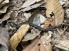 Xenodon rabdocephalus image