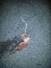 Arizona elegans candida