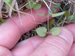 Leptostigma setulosum