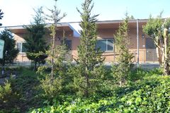 Pilgerodendron
