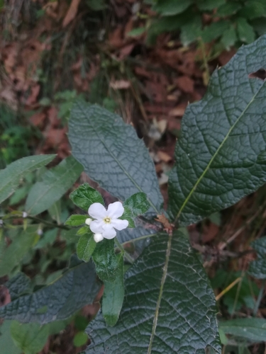Image of Quercus rysophylla by (c) Francisco Martínez González, some rights reserved (CC BY-SA)
