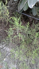 Veronica cupressoides