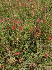 Gambelia juncea