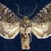 Melanchra pulverulenta - Photo (c) Jim Vargo at Moth Photographers Group,  זכויות יוצרים חלקיות (CC BY-NC-SA)