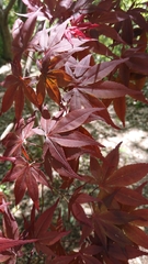 Acer palmatum