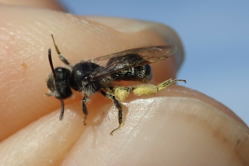 Andrena distinguenda