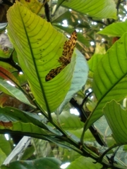 Epobeidia tigrata tigrata