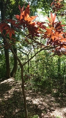 Acer palmatum