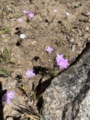 Leptosiphon breviculus