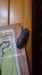 Blattoidae