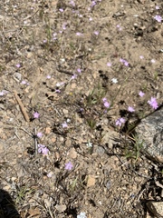 Leptosiphon breviculus