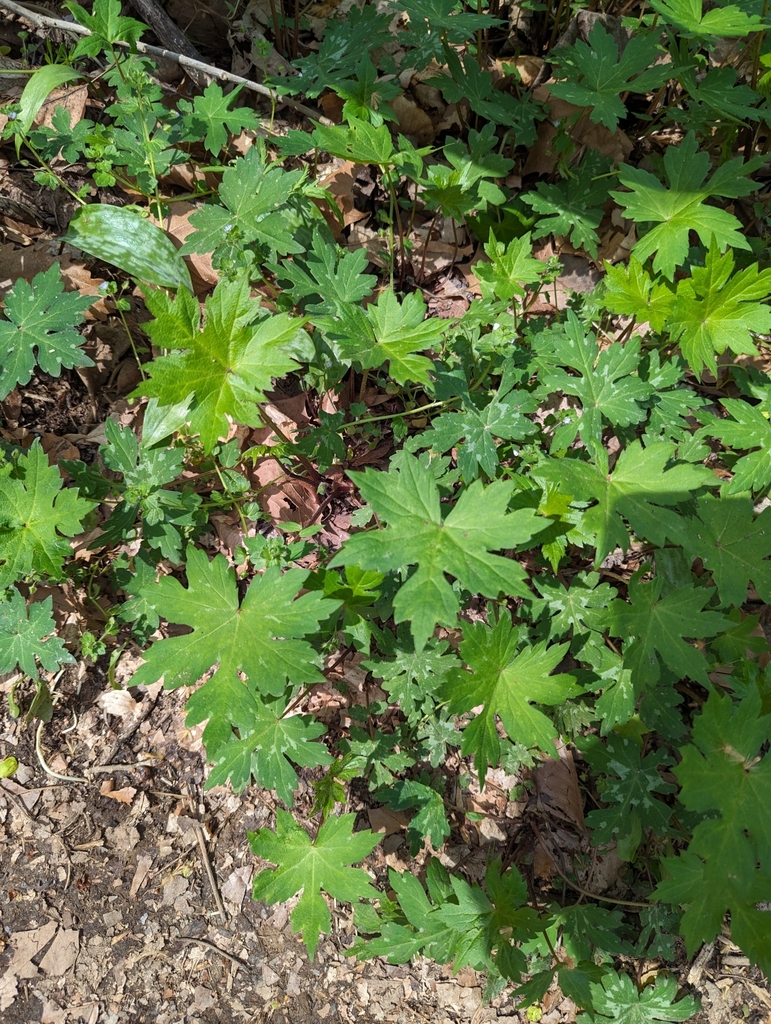 Broad-leaf Waterleaf from Travilah, MD, USA on April 9, 2024 at 01:40 ...