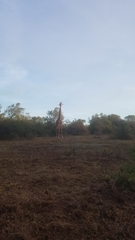 Giraffa camelopardalis tippelskirchi
