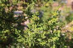 Pilgerodendron