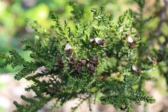 Pilgerodendron