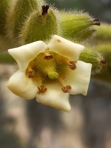 Wigandia brevistyla