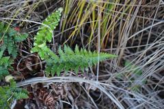 Polystichum wawranum