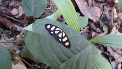 Pseudeuchromia maculifera