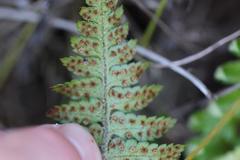 Polystichum wawranum