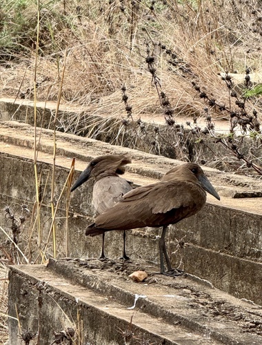 Hamerkop
