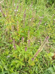 Ocimum basilicum