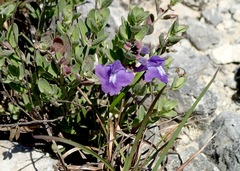 Scutellaria wrightii