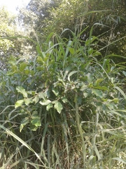 Ehretia anacua