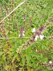 Ocimum basilicum