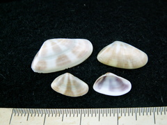 Donax venustus