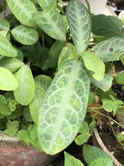 Breynia spatulifolia