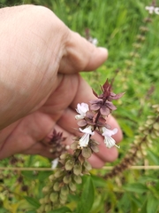 Ocimum basilicum