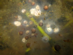 Ambystoma gracile