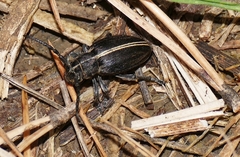 Dorcadion arenarium
