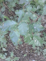 Ehretia anacua