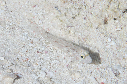 Fusigobius humerosus observed 2024-03-27