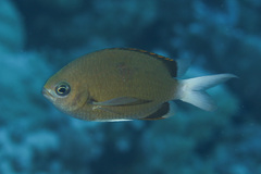 Pemba Chromis photo 5